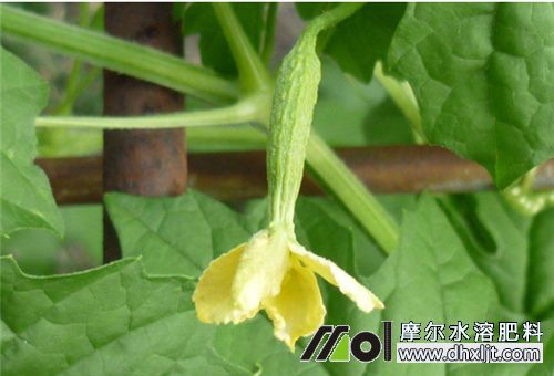 沖施肥使用時間 沖施肥使用時間