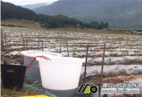 肥料稀釋 肥料稀釋