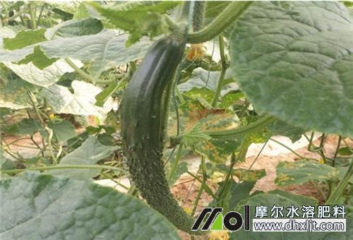 黃瓜增產(chǎn)措施結(jié)瓜期追肥 黃瓜增產(chǎn)措施結(jié)瓜期追肥