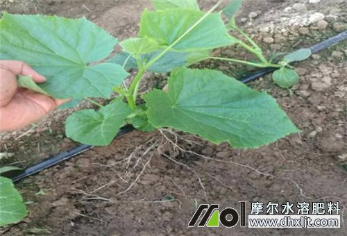 黃瓜增產(chǎn)措施苗期追肥 黃瓜增產(chǎn)措施苗期追肥