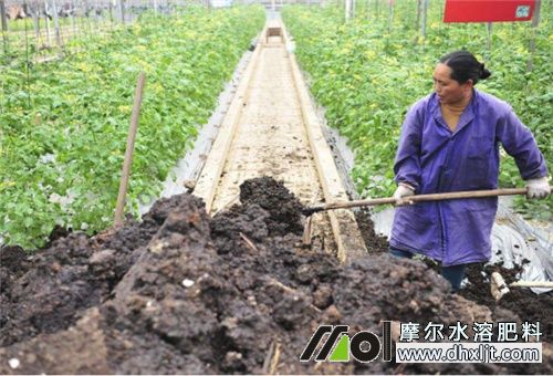 黃瓜增產(chǎn)措施施好底肥 黃瓜增產(chǎn)措施施好底肥