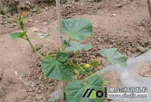 黃瓜秧子弱用肥 黃瓜秧子弱用肥