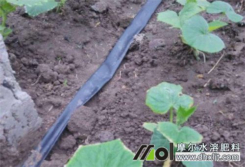黃瓜秧子弱用肥 黃瓜秧子弱用肥