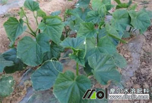黃瓜秧子弱用肥 黃瓜秧子弱用肥
