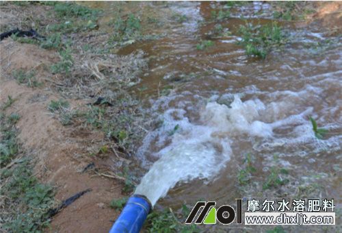 沖施和灌根效果 沖施和灌根效果