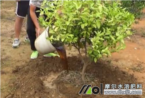 灌根施肥 灌根施肥
