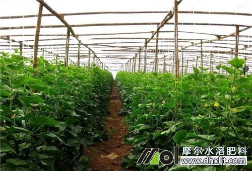 大棚蔬菜追肥噴施 大棚蔬菜追肥噴施
