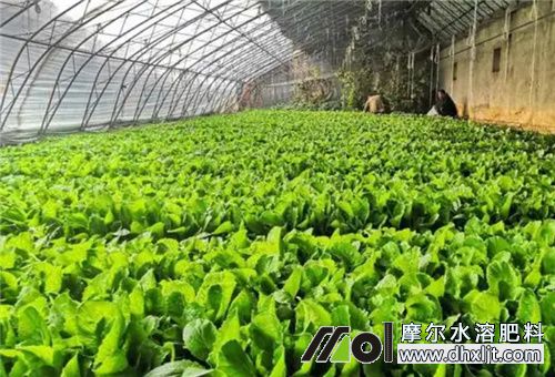 大棚高效施肥法1 大棚高效施肥法1