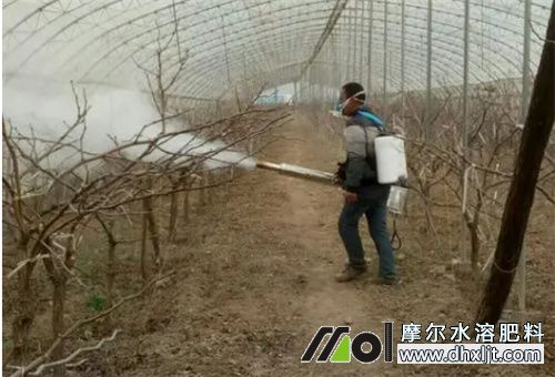 大棚蔬菜追肥噴施 大棚蔬菜追肥噴施
