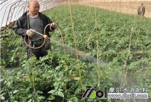 大棚高效施肥法2 大棚高效施肥法2