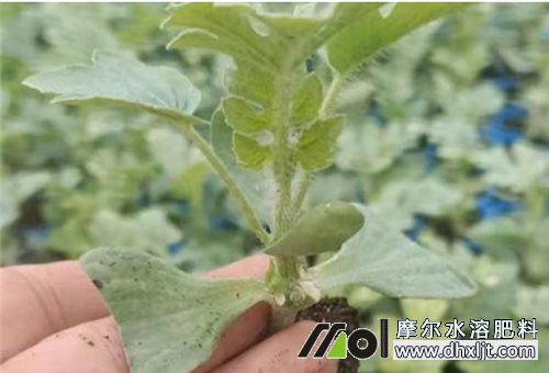 西瓜苗期施肥 西瓜苗期施肥