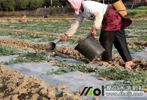 西瓜沖施肥離根距離 西瓜沖施肥離根距離