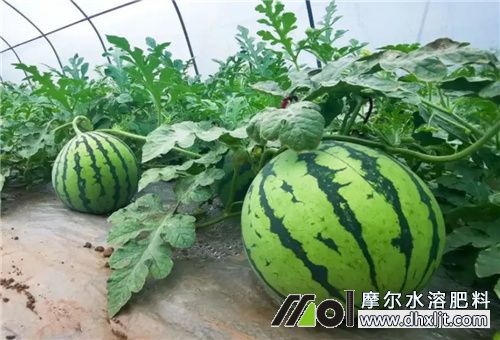 西瓜沖施肥離根距離 西瓜沖施肥離根距離