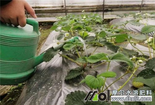 沖施肥撒地里肥效 沖施肥撒地里肥效