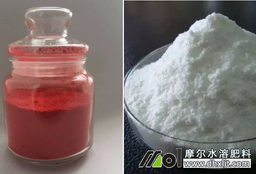 生根調節劑 生根調節劑