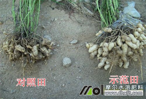 桶裝肥效果對比 桶裝肥效果對比