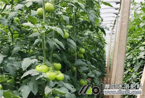 沖施肥使用注意 沖施肥使用注意