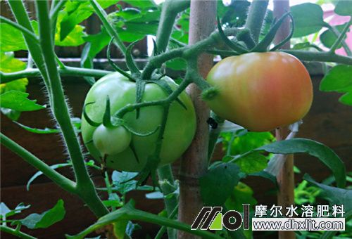 膨果肥追施頻次 膨果肥追施頻次