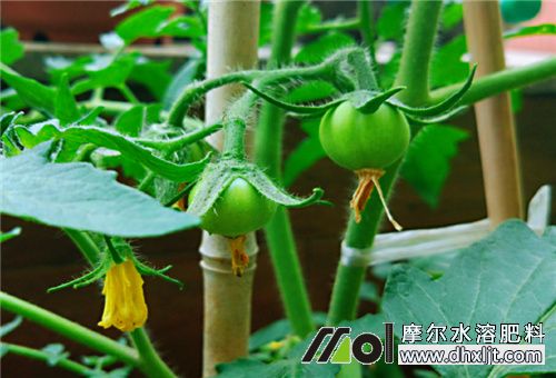 西紅柿多大沖施肥料 西紅柿多大沖施肥料