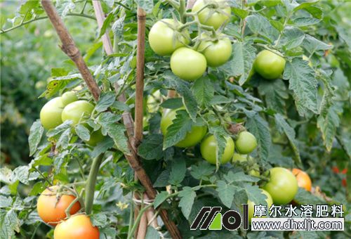 西紅柿多大沖施肥料 西紅柿多大沖施肥料