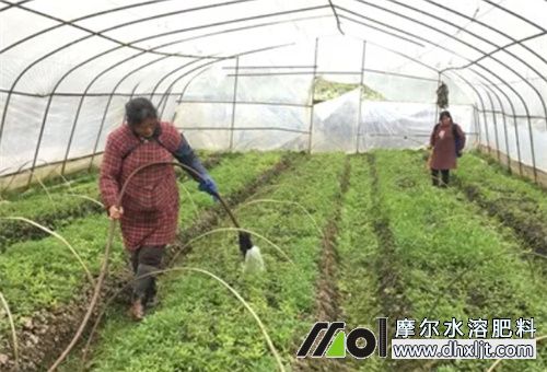 沖施肥選擇和跟換 沖施肥選擇和跟換