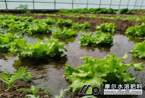 沖施肥頻換好不好 沖施肥頻換好不好