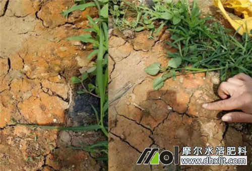 土壤板結原因 土壤板結原因