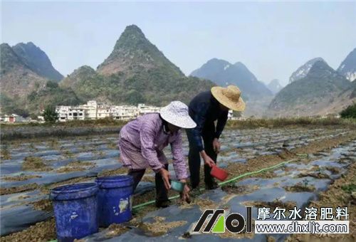 沖施肥使用前景 沖施肥使用前景