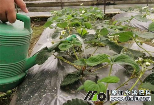 肥料沖施技巧 肥料沖施技巧