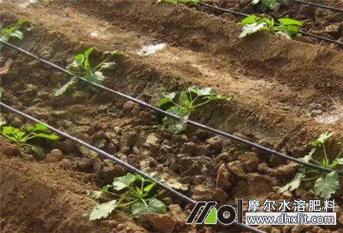 沖施肥使用方法 沖施肥使用方法