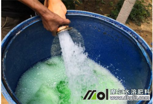 沖施肥先澆水還是先沖肥 沖施肥先澆水還是先沖肥