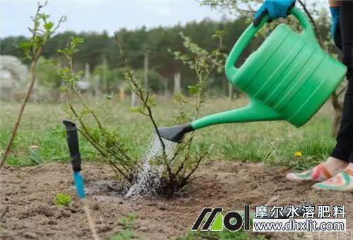 多施沖施肥好處 多施沖施肥好處