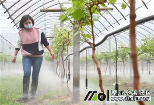 葡萄樹幾天施一次肥 葡萄樹幾天施一次肥