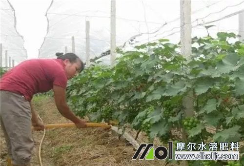 葡萄樹幾天施一次肥 葡萄樹幾天施一次肥