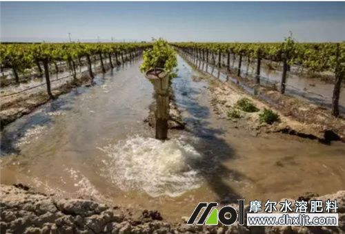 葡萄沖施肥幾天見效 葡萄沖施肥幾天見效