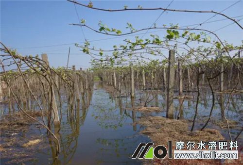 葡萄沖施肥幾天見效 葡萄沖施肥幾天見效