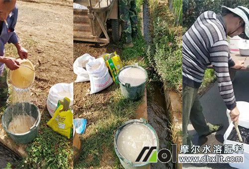 西紅柿施肥量 西紅柿施肥量