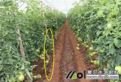 西紅柿施什么肥好 西紅柿施什么肥好