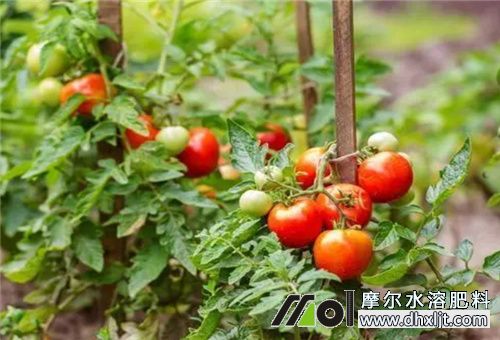 西紅柿多大沖施肥料 西紅柿多大沖施肥料