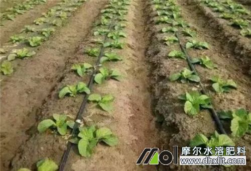 液體沖施肥要求 液體沖施肥要求