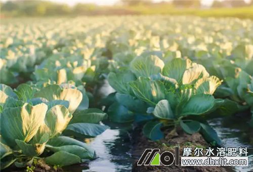 肥料沖施不足 肥料沖施不足