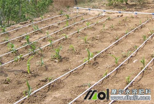 干旱追肥注意 干旱追肥注意