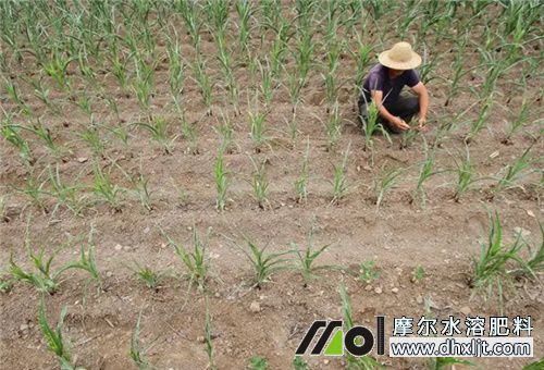 持續干旱農作物追肥 持續干旱農作物追肥