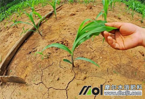 持續干旱農作物追肥 持續干旱農作物追肥