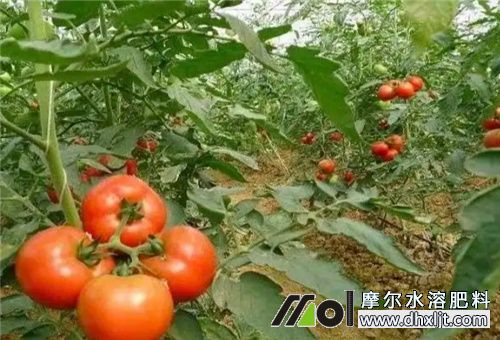 果實膨果上色期用肥 果實膨果上色期用肥