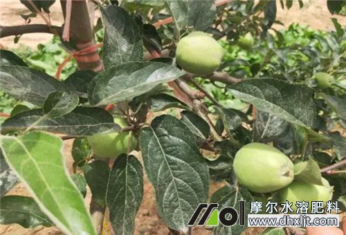 果實膨果上色期用肥 果實膨果上色期用肥