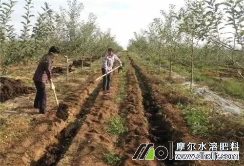 果園用沖施肥注意 果園用沖施肥注意