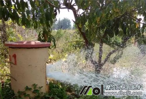 果園施肥時間 果園施肥時間