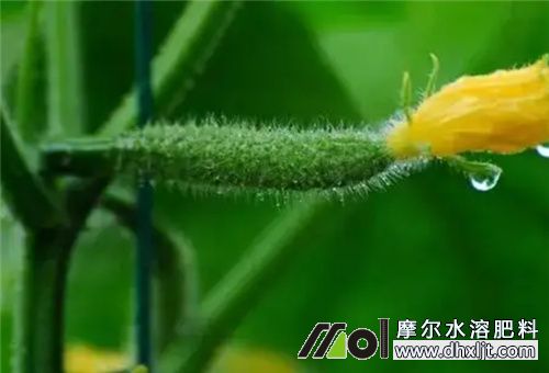 黃瓜結瓜期沖肥 黃瓜結瓜期沖肥