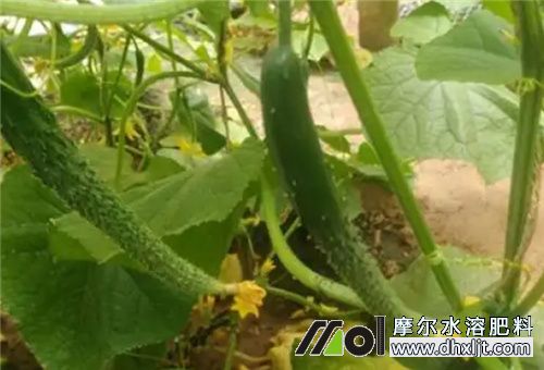 黃瓜秧細沖什么肥 黃瓜秧細沖什么肥